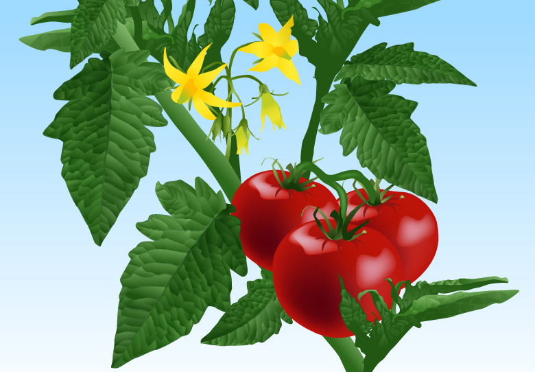 Editorial illustration of a healthy tomato plant