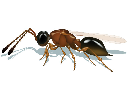 Insect illustration