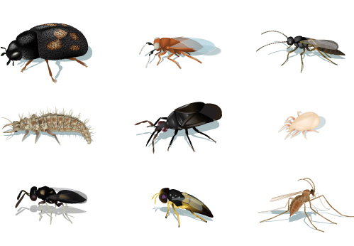 Insects illustration