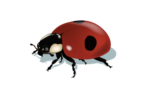 Ladybug editorial vector illustration