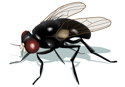 ophyra fly illustration